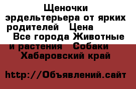 Щеночки эрдельтерьера от ярких родителей › Цена ­ 25 000 - Все города Животные и растения » Собаки   . Хабаровский край